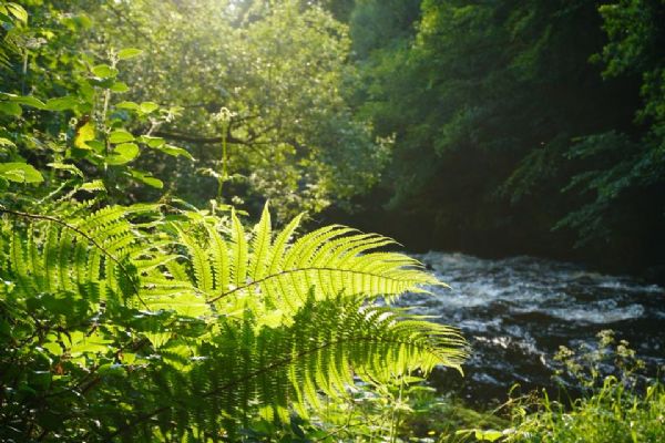 Limavady Country Park by Niamh Lynch