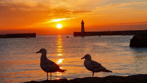 Donaghadee Harbour by Cathy McAllister
