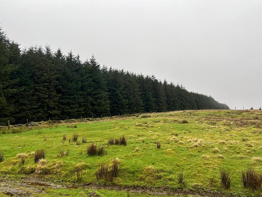 Mature & Immature Sitka Spruce Forest Mullaghsandall Road