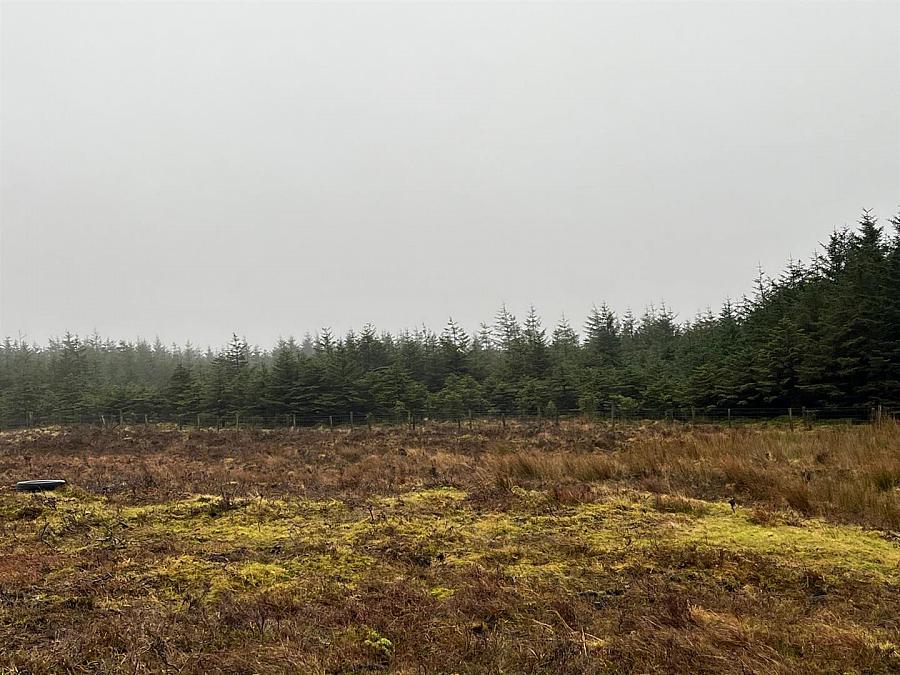 Mature & Immature Sitka Spruce Forest Mullaghsandall Road