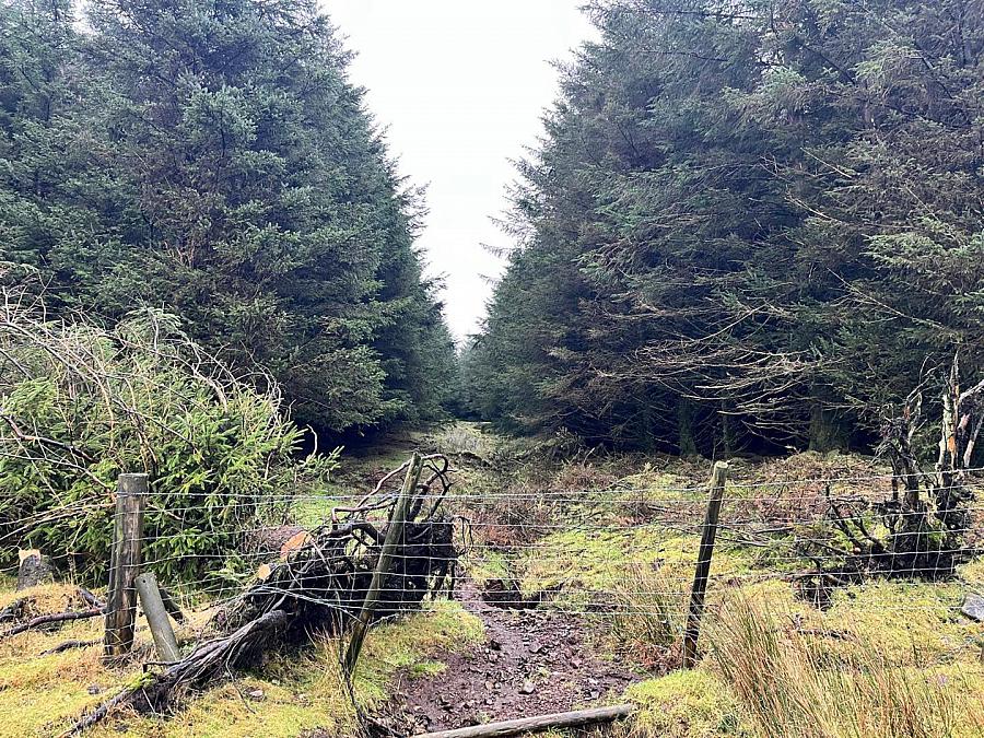 Mature & Immature Sitka Spruce Forest Mullaghsandall Road