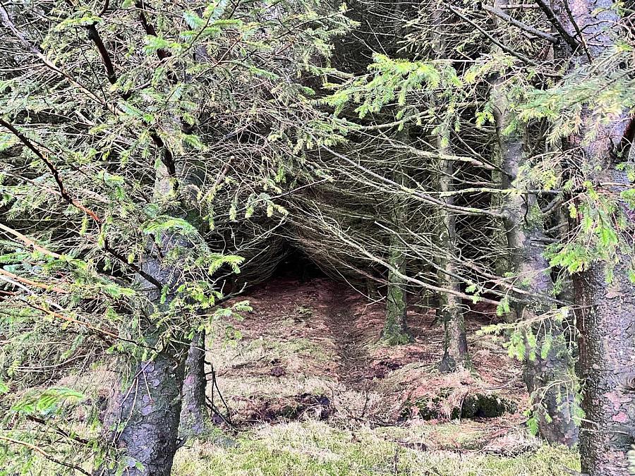Mature & Immature Sitka Spruce Forest Mullaghsandall Road