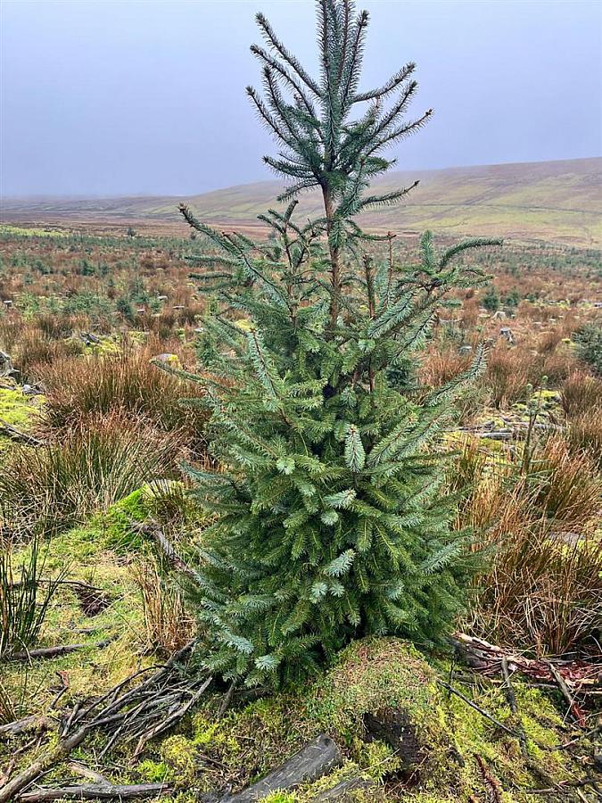 Mature & Immature Sitka Spruce Forest Mullaghsandall Road