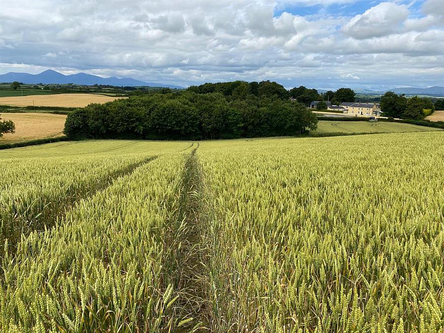 High Quality Arable Lands, Junction Of Ballynoe Road & Old Course Road