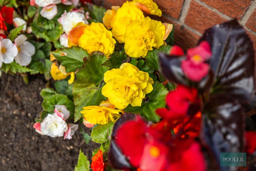 7 Willowfield Street