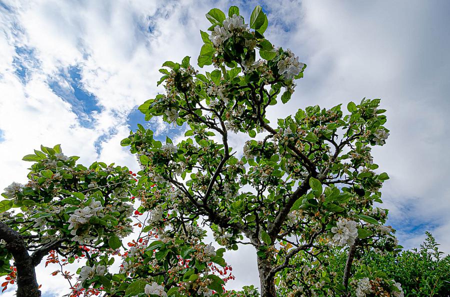 31 Hillsborough Parade