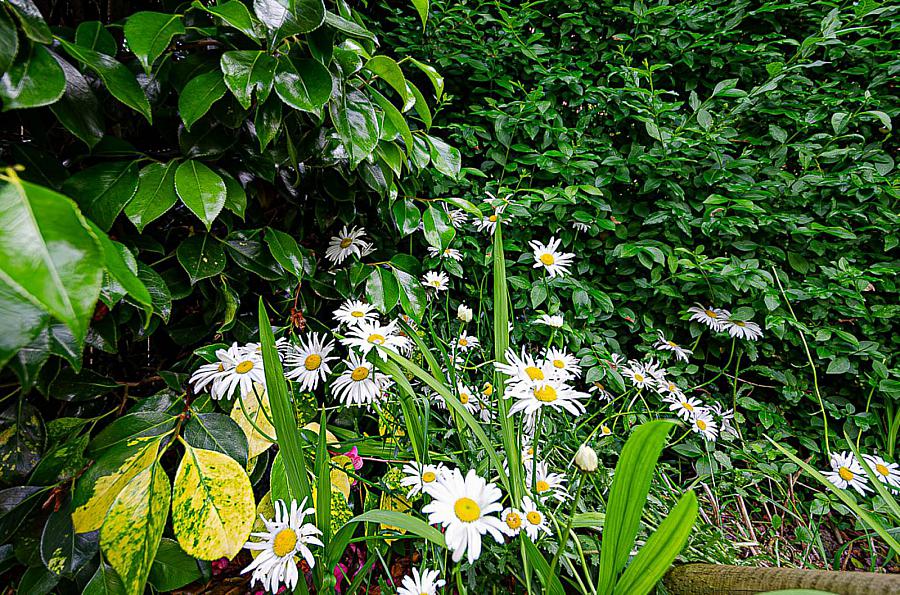 2 Gibson Park Gardens