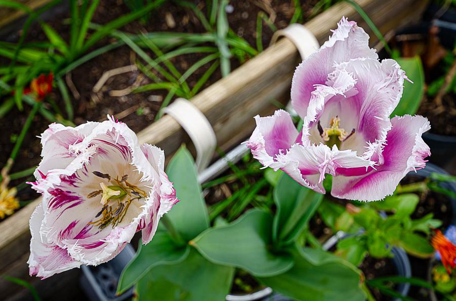 53 Castlereagh Street