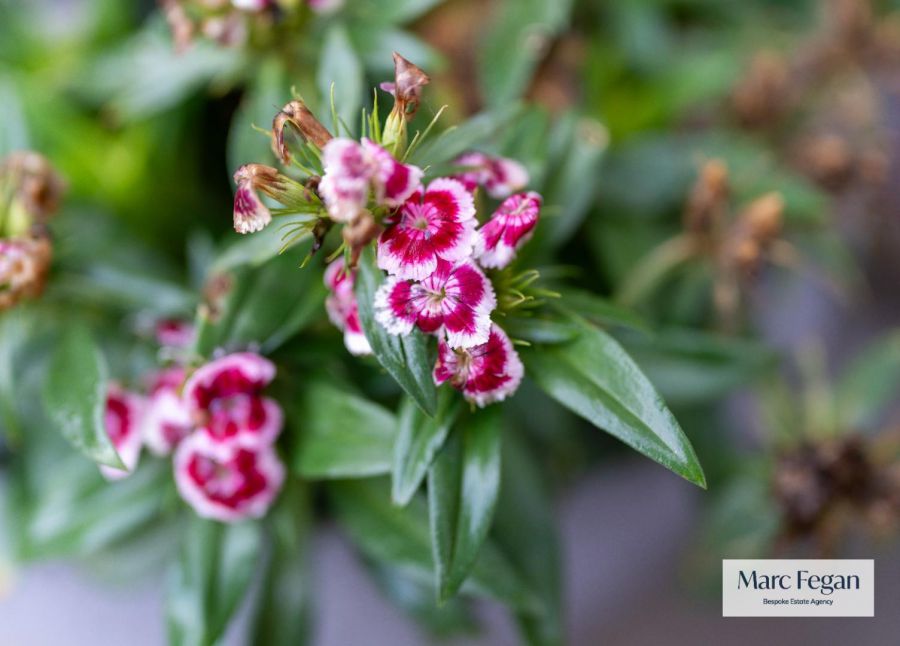 33 Silverwood Leaves