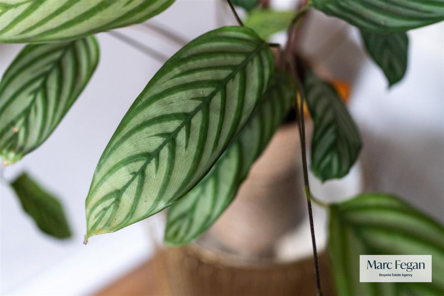 31 Annesborough Park