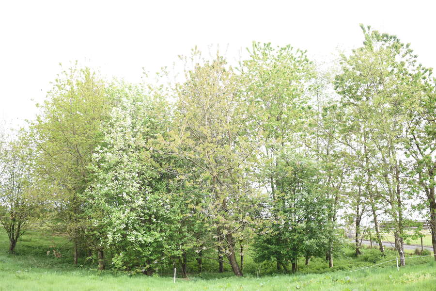 113 & 113A Baronscourt Road