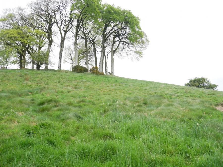 Edenmore