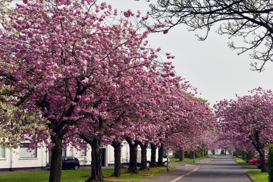 428 Merville Garden Village, Newtownabbey, County Antrim, BT37 9TX