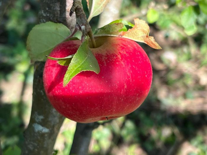 Fairview Cottage, 30 Donagheady Road