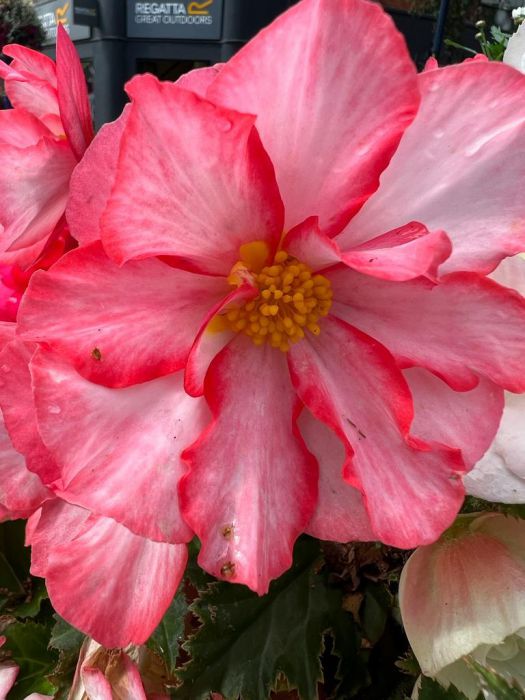 102 Knockwellan Park