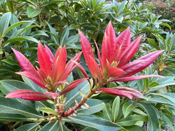 Heatherdene, 68 Glen Road