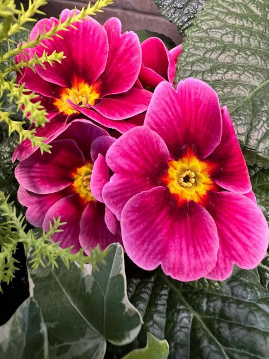 33 Carrickreagh Gardens