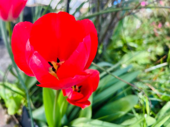 22 Ballynasilloe Avenue