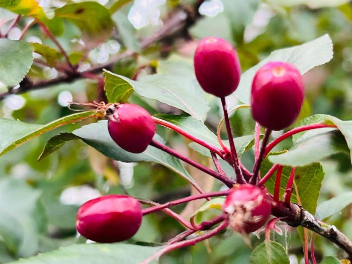 9 Fincairn Cottage Square