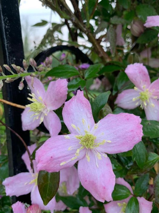 6 Danesfort Crescent