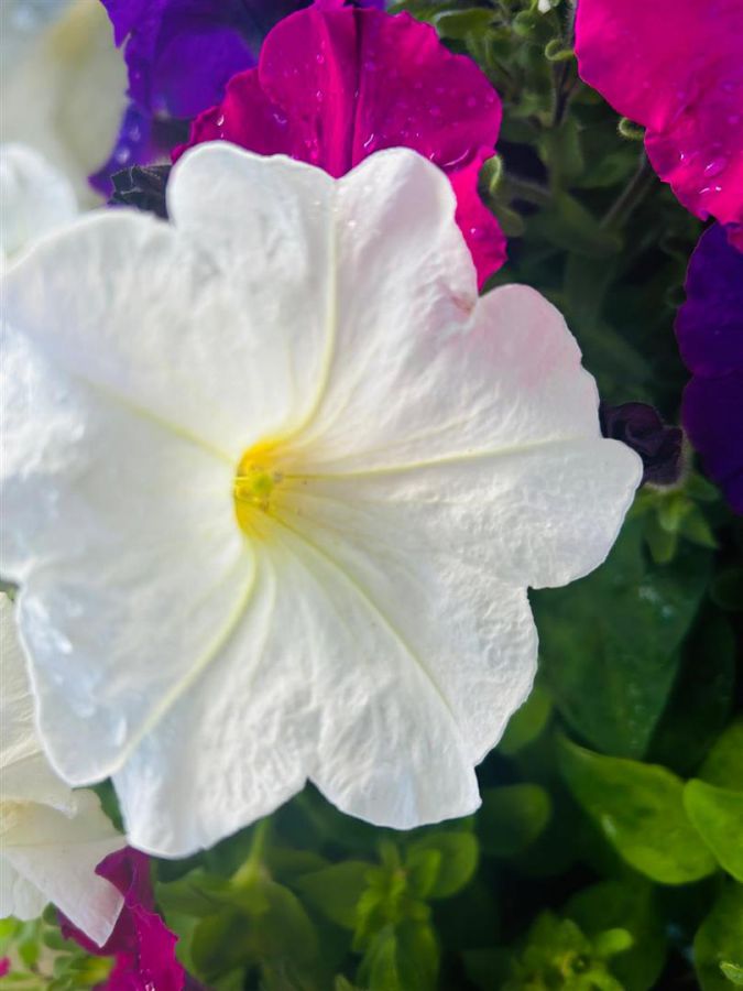 88A Good Shepherd Glen