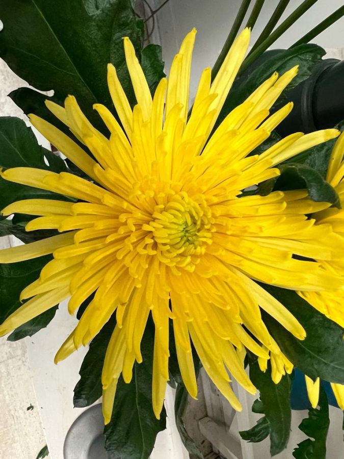 13 Upper Bennett Street