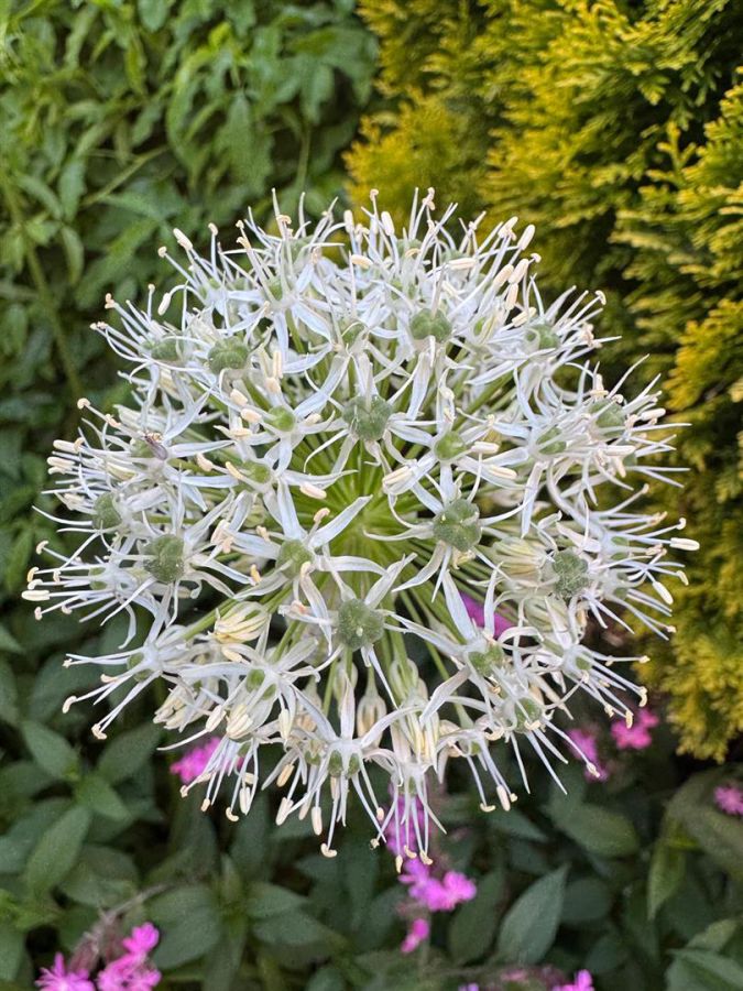 41 Good Shepherd Glen