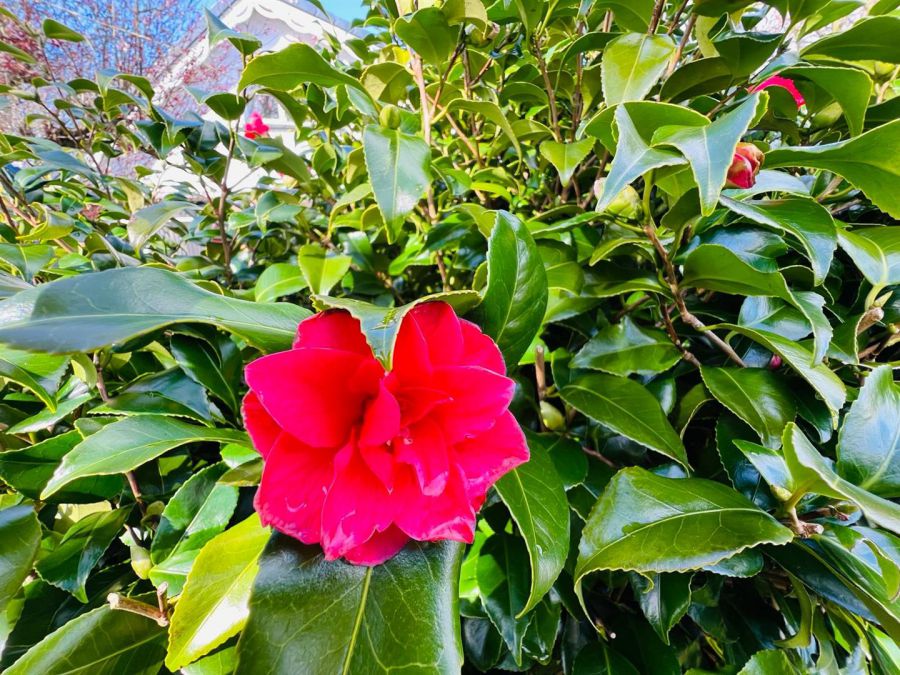 14 Cooleen Park 14 Cooleen Park