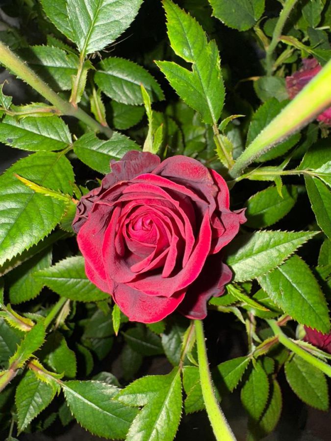 116 Fincairn Road 116 Fincairn Road