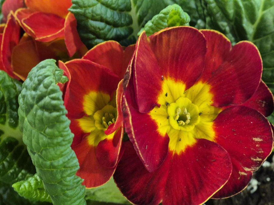 8 Lower Nassau Street