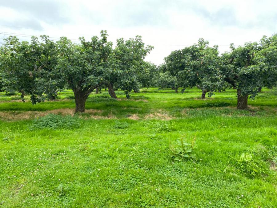 113 Summerisland Road