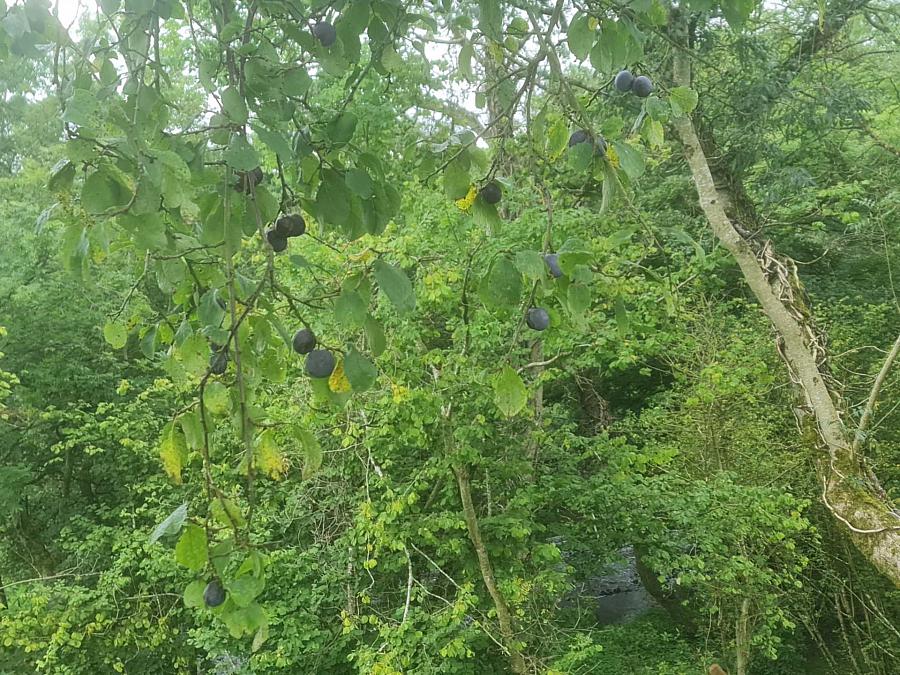 Circa 1.7 Acre Site (Fpp) Tullyhill Road Tully Hill North