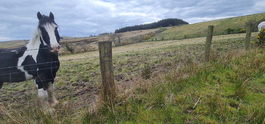 19 4 Acres And Planning Eshmore Road