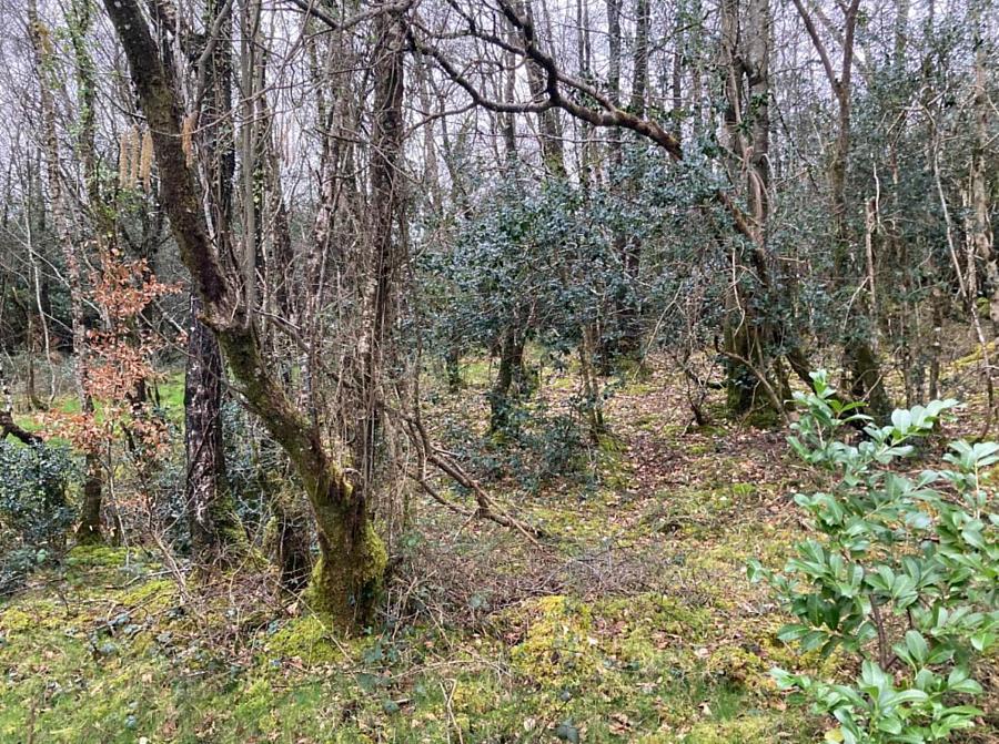 Circa 1.6 Acres Letter Road