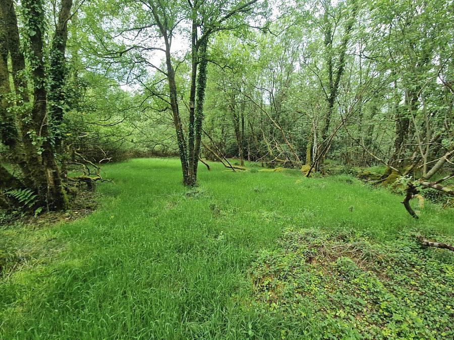 Building Site With 7 Acres Raw Rd