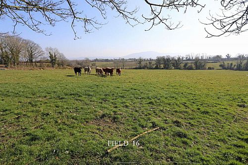 Opp. 52A Killyblight Road