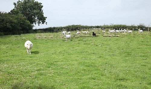 Adj. 156  Finvoy Road