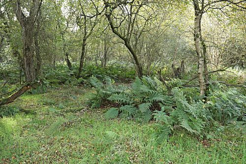 Adj. 40 Drumeil Road