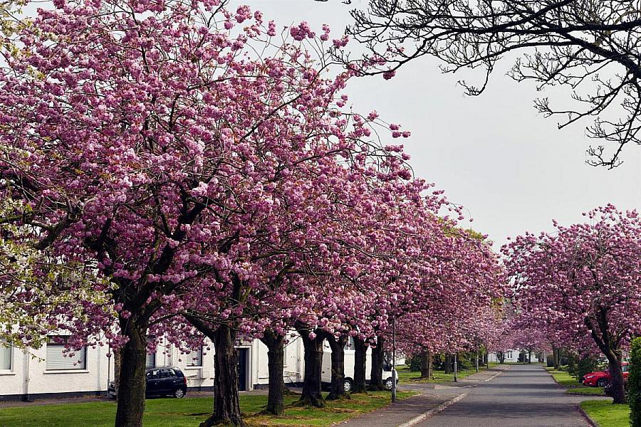 141 Merville Garden Village