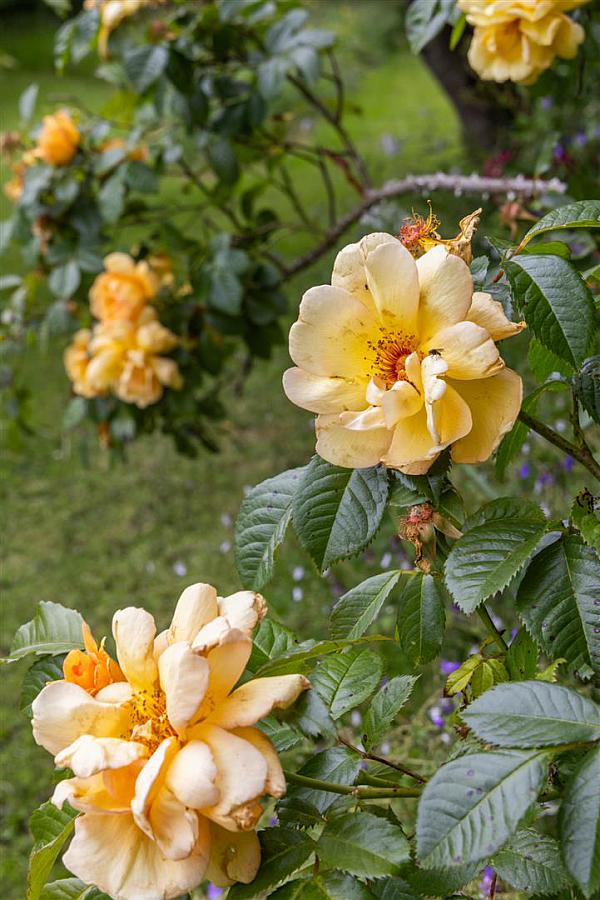 Kilcoan Gardens, 240 Middle Road