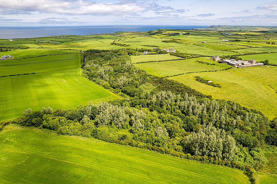 Woodland At 26 Leeke Road