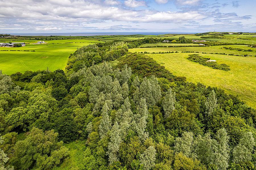 Woodland At 26 Leeke Road