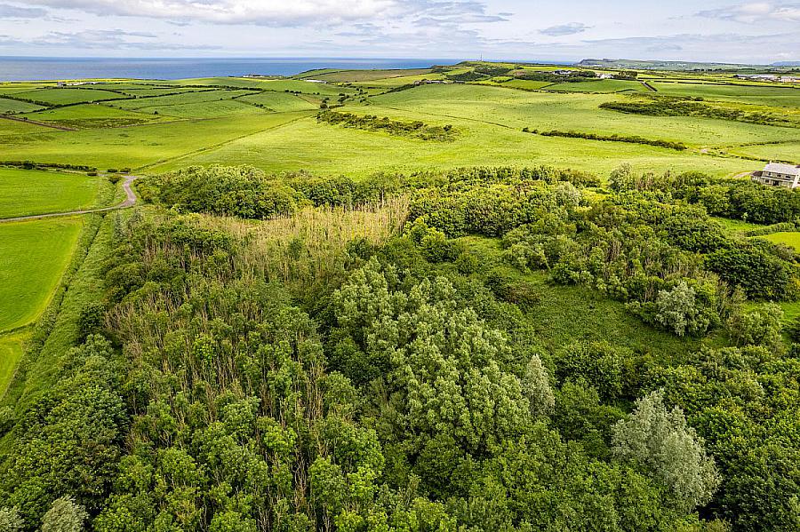 Woodland At 26 Leeke Road