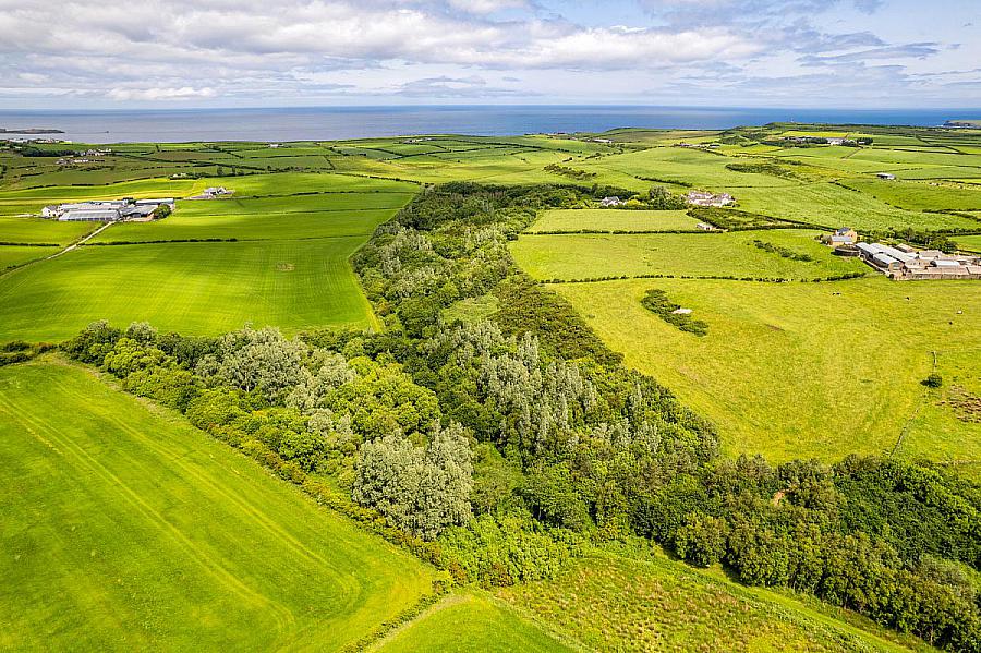 Woodland At 26 Leeke Road