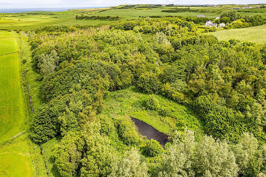 Woodland At 26 Leeke Road