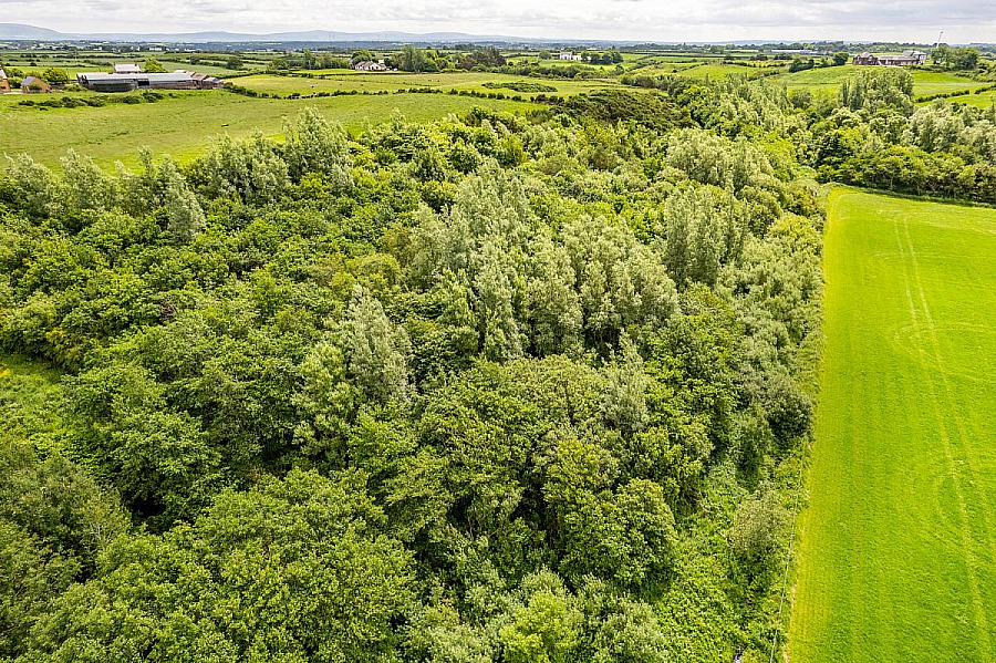 Woodland At 26 Leeke Road