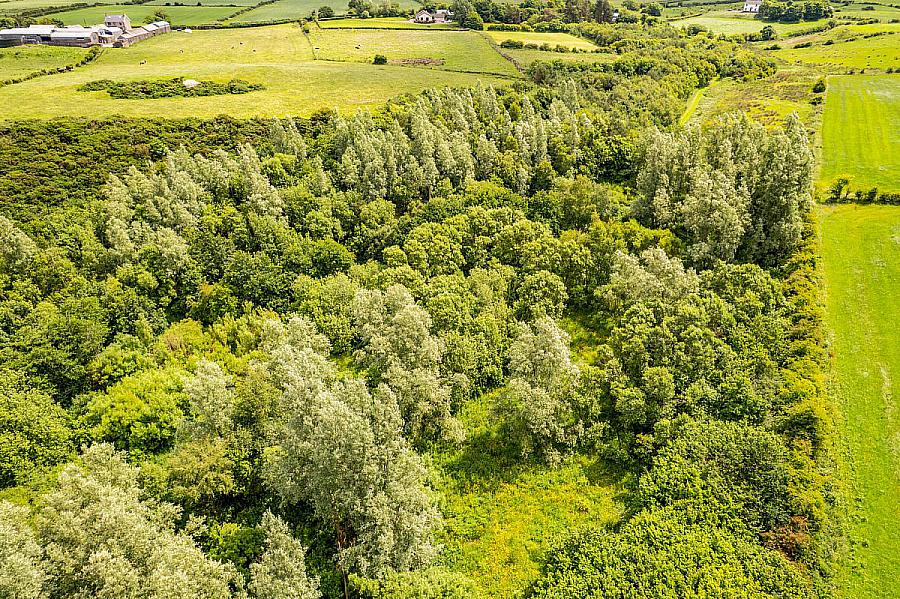 Woodland At 26 Leeke Road