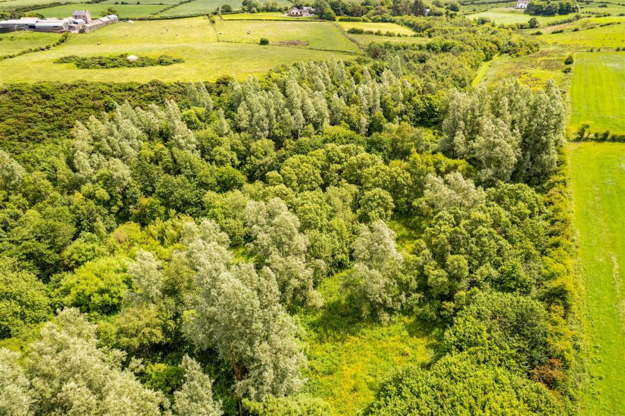 Woodland At 26 Leeke Road Woodland At 26 Leeke Road
