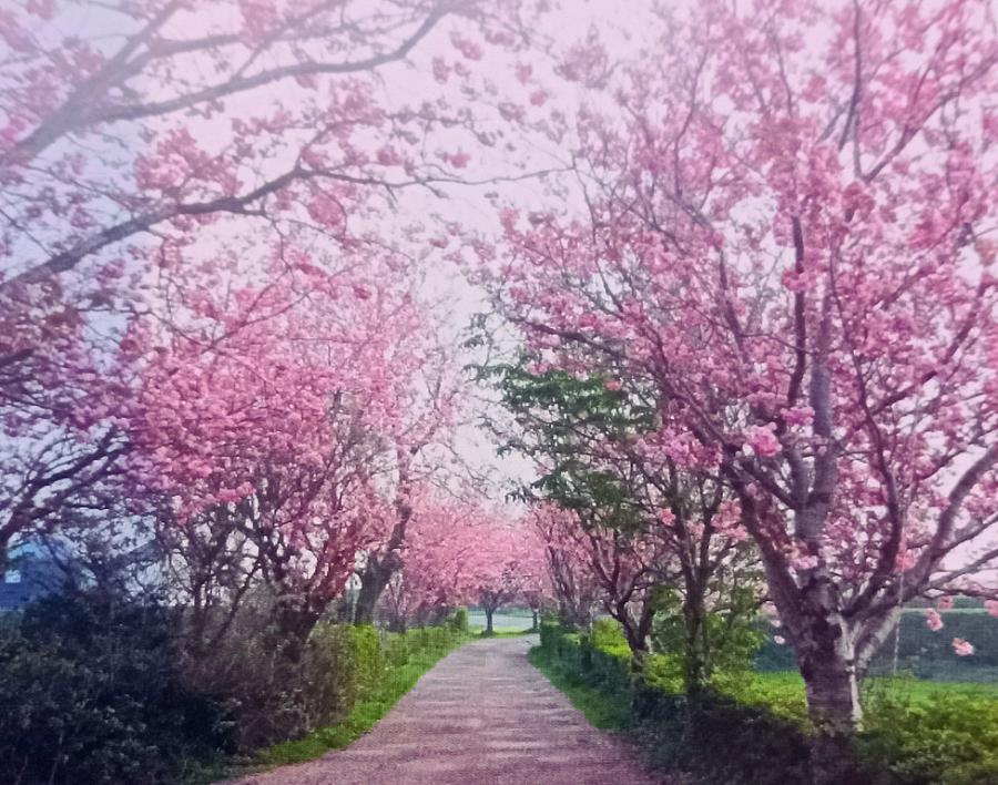 Site 2 Cherry Tree Lane Atlantic Road