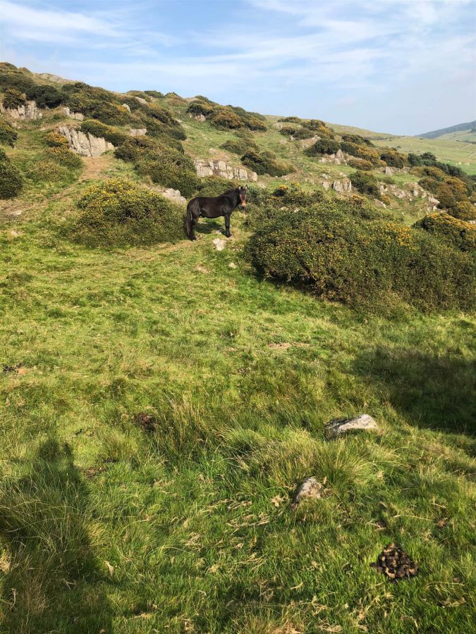 Site @ 21 Finnis Road, Dromara, BT25 2EY